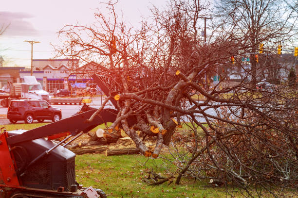 Best Seasonal Cleanup (Spring/Fall)  in North Branch, MN