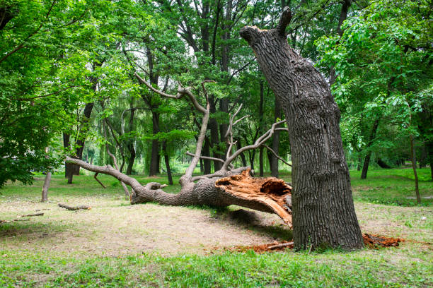 Best Tree Mulching  in North Branch, MN