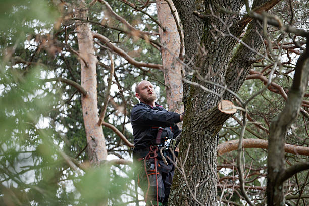 Best Tree Trimming and Pruning  in North Branch, MN