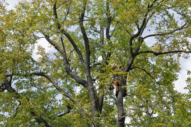  North Branch, MN Tree Services Pros